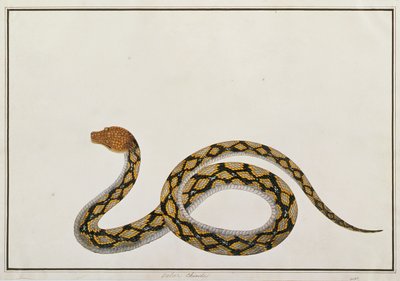 Oolur Chinde, from Drawings of Animals, Insects and Reptiles from Malacca by Chinese School